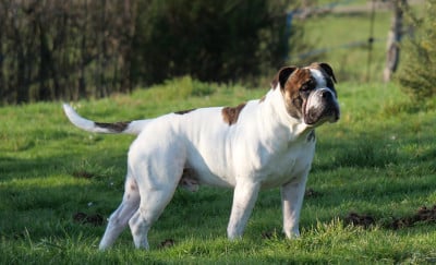 Étalon Bulldog continental - Uggy Family Contis