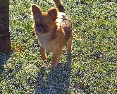 Étalon Chihuahua - Anabelle Doll Creepy Show Des Petites Brindilles