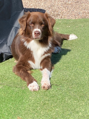 Étalon Berger Australien - United heart Téquila The Legends Of Life