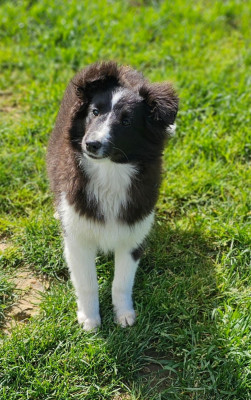 Étalon Shetland Sheepdog - U'laïka du Royaume de la Petite étoile