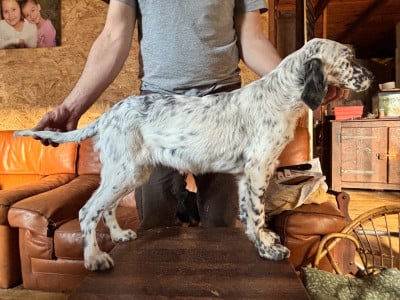 Étalon Setter Anglais - Azur De La Terrible Menée