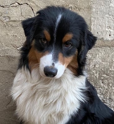 Étalon Berger Australien - ATA ITI Des Ruines De Champlieu