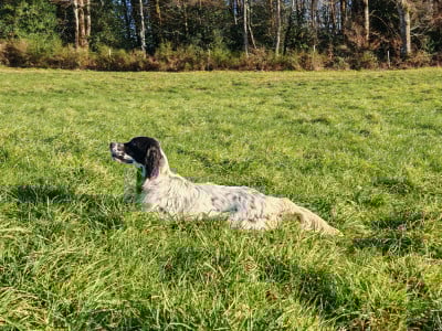 Étalon Setter Anglais - AMY Du Long Bec D'enchanet