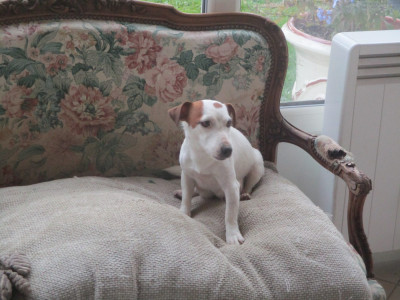 Étalon Jack Russell Terrier - VICKY d'Erland