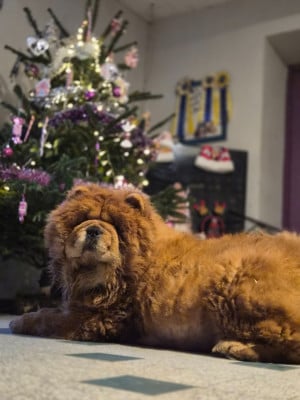 Étalon Chow Chow - Tequila des préludes du chassignolan