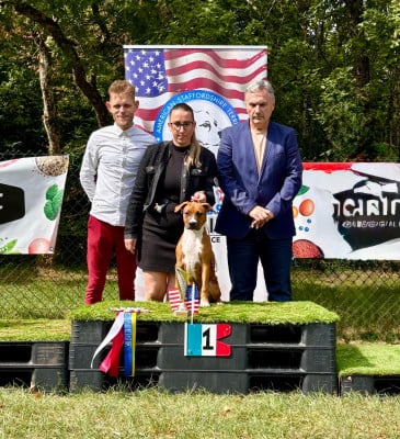 Étalon American Staffordshire Terrier - Burning Staff A Touch-Of-Gold