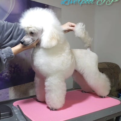 Liverpool julias park