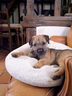 Étalon Border Terrier - Another Brick In The Wall d'Hixa's Stories