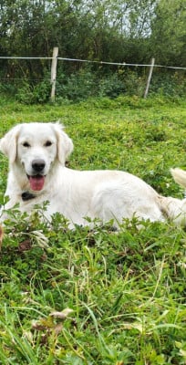 vacuna Des Blancs Moutons