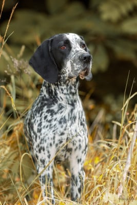 Étalon Braque d'Auvergne - CH. Tokyo II des englettes