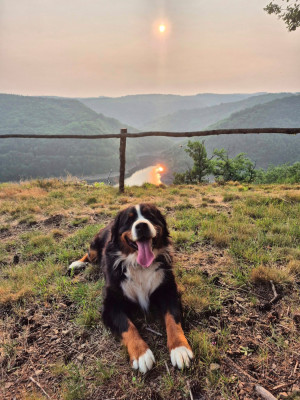 Étalon Bouvier Bernois - Raven (Sans Affixe)