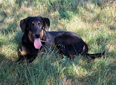 Étalon Berger de Beauce - ANNA RUAH (Sans Affixe)