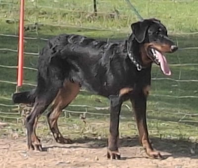 Étalon Berger de Beauce - RUBEN RUAH (Sans Affixe)