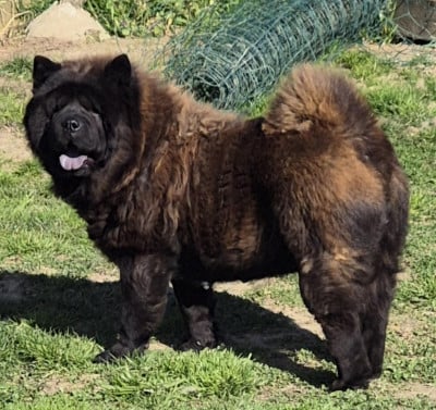 Étalon Chow Chow - Ulahope du domaine de fabadel