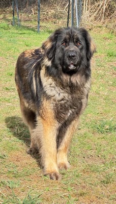Étalon Leonberger - Sabba de la légende du roi urien