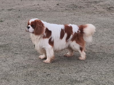 Viconte Des Eternels Charmeurs