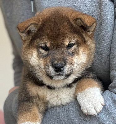 Étalon Shiba - Aatsu Irezumi de la Nouvelle Aube