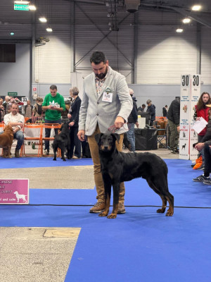 Étalon Berger de Beauce - APOLLON des Bas Rouges de Madame