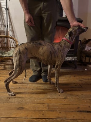 Étalon Whippet - Tara des Jardins de Becky