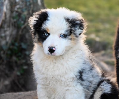 Étalon Berger Américain Miniature - A Bright Blue Pearl du Domaine des Perles de la Riviera