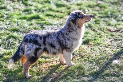 Étalon Berger Américain Miniature - Appy Love du Domaine des Perles de la Riviera