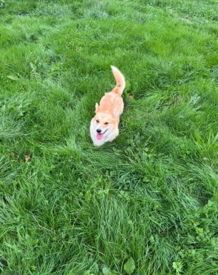 Étalon Welsh Corgi Pembroke - Udji Des Yeux D'Osiris