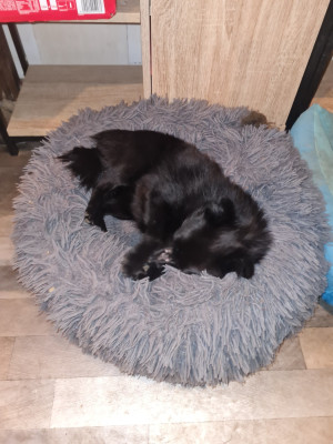 Étalon Schipperke - A force d y croire de l'empire du Phoenix