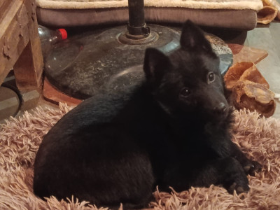 Étalon Schipperke - A la folie de l'empire du Phoenix