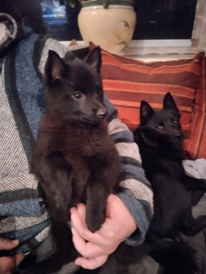 Étalon Schipperke - Attention ça pique de l'empire du Phoenix