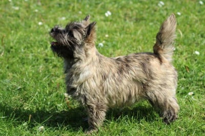 The kind of Magic du Harpouy D'Auzan