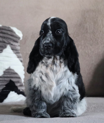 Étalon Cocker Spaniel Anglais - Apple pay des deux Camelias