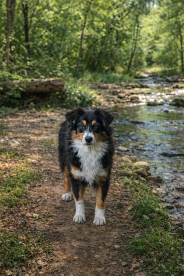 Étalon Berger Américain Miniature - Nina black treasure des merveilles d'ilona