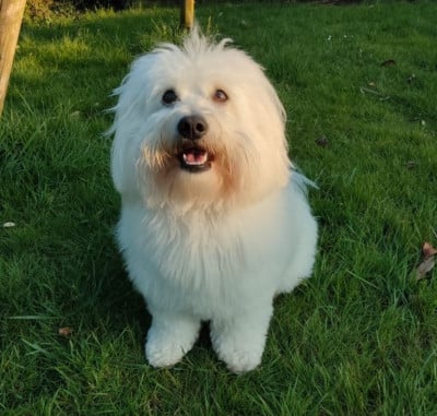 Taïgo de la forêt de kranou De la forêt de Kranou