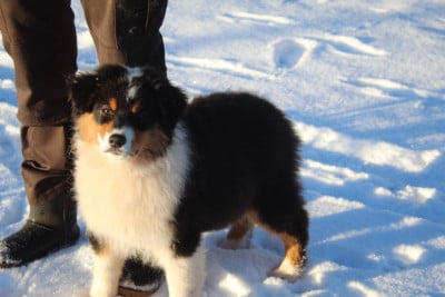 Étalon Berger Australien - Royal Fluffy aspen