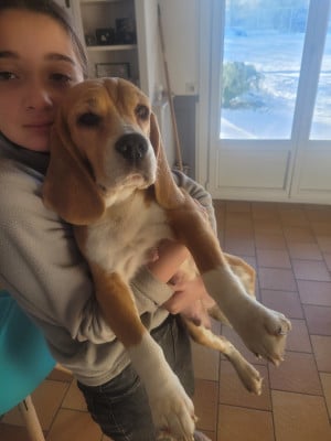 Étalon Beagle - Utopia de la Magie de l'Argoat