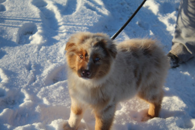Étalon Berger Australien - Royal Fluffy arès