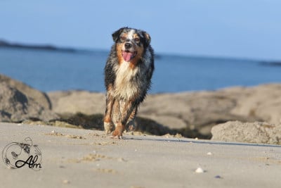 Étalon Berger Australien - Supercalifragilistic of Angel'Crossings