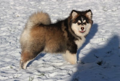 Étalon Chien finnois de Laponie - finda DAKOTA