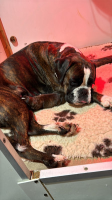 Étalon Boxer - Thyia De Toumaï