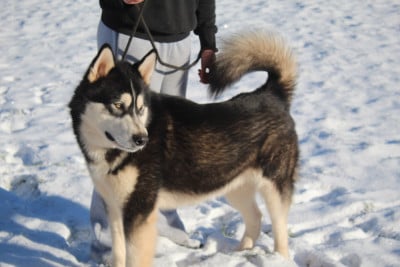 Étalon Alaskan Malamute - polar king vn ivarr