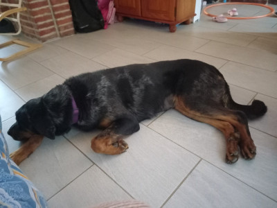 Étalon Berger de Beauce - Thunder Shadow Blue Des Nuits Des Feux