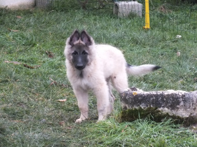 Étalon Berger Belge - ARAVIS Des Colonnes De Notre Dame