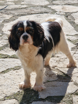 Étalon Cavalier King Charles Spaniel - Vaiana Des Nobles Frimousses