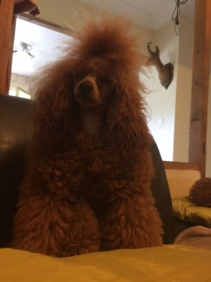 Étalon Caniche - URANIA SHOW-NIE Du Domaine De La Vallée Heureuse