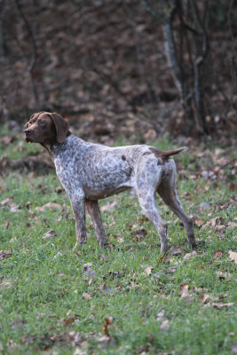 Étalon Braque français, type Pyrenees (petite taille) - VENISE du Milobre de Bouisse
