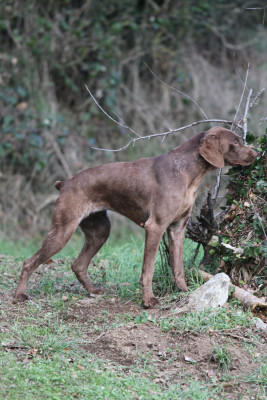Étalon Braque français, type Pyrenees (petite taille) - V'ZAZIE du Milobre de Bouisse