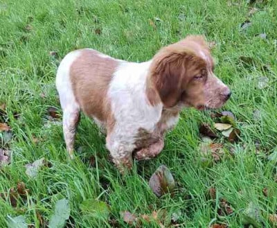 Étalon Epagneul Breton - AVEN Des Prés De Jégu