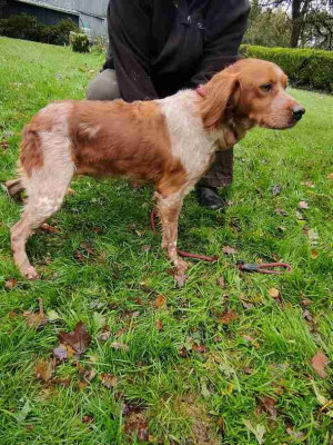 Étalon Epagneul Breton - Rita de Coat Cliviou