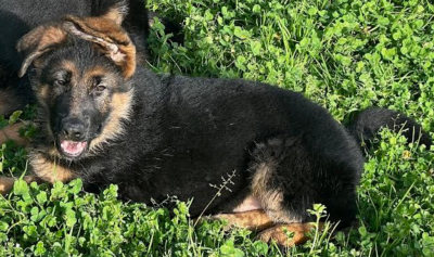Étalon Berger Allemand - ATHENE Des marais d'elesmes