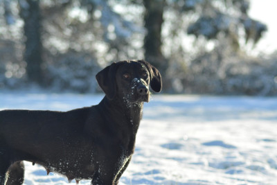 Étalon Labrador Retriever - Utah De La Source Du Bois Bouquet